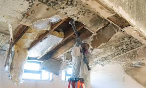 Why You Should Choose Our Mold Remediation Services in Greenhills, OH